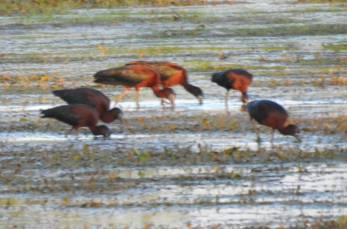 ibis hnědý - ML618906851