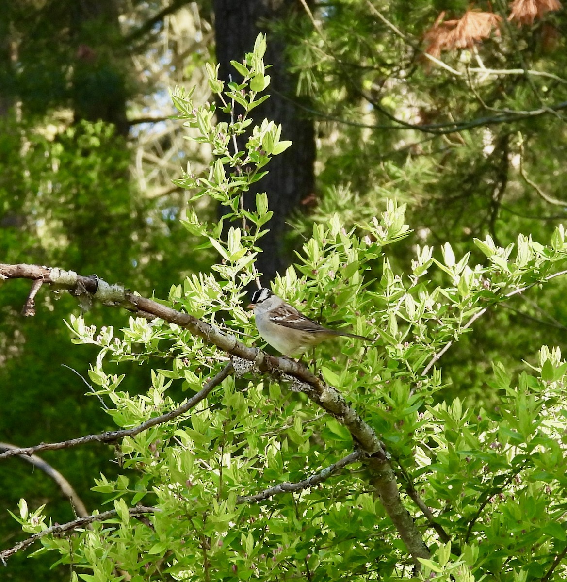 White-crowned Sparrow - William McClellan