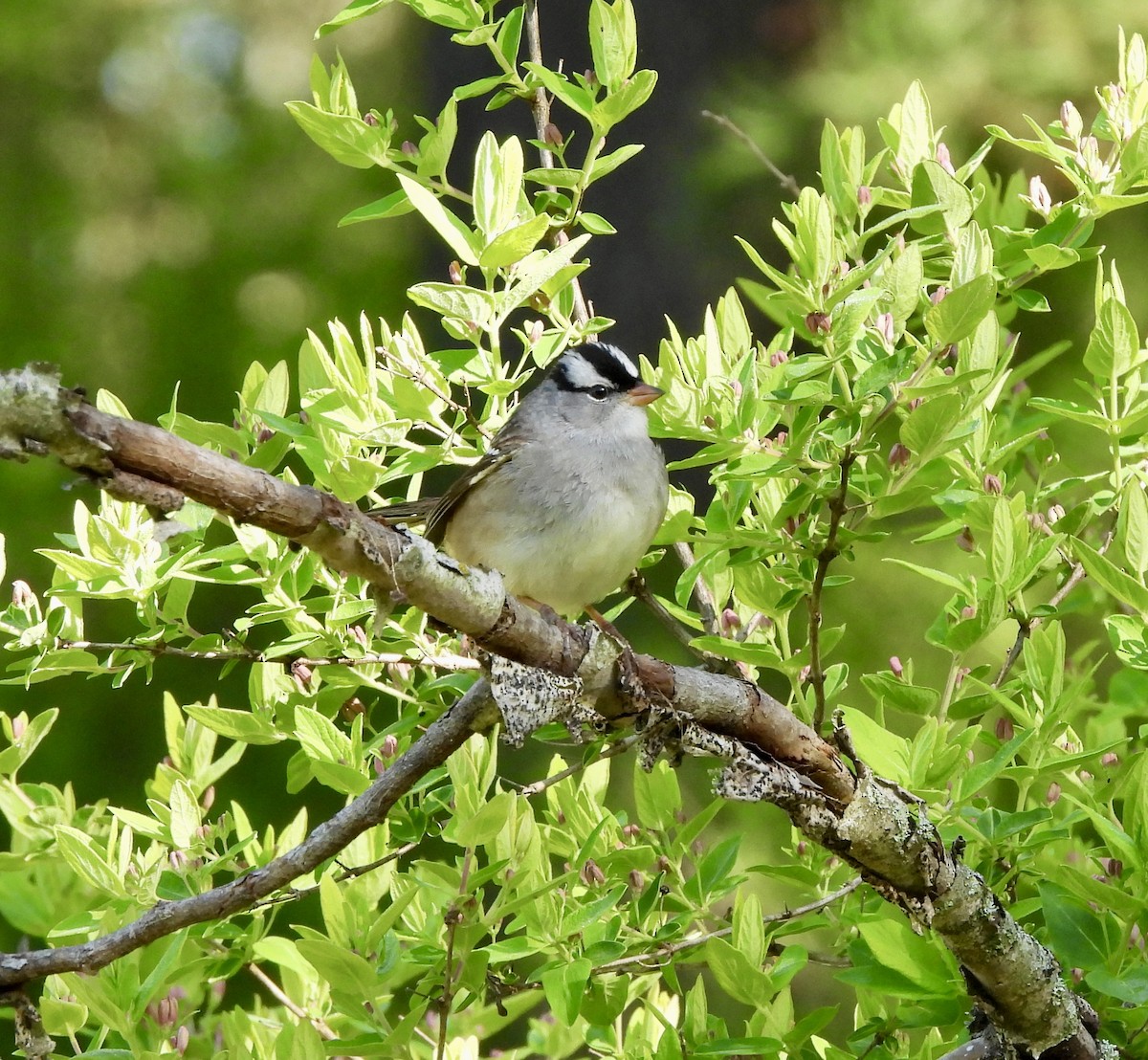 White-crowned Sparrow - ML618906881