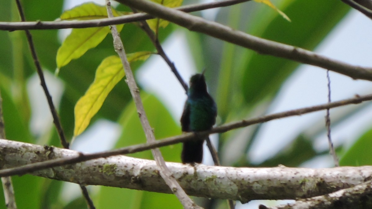 Blue-tailed Emerald - ML618906910