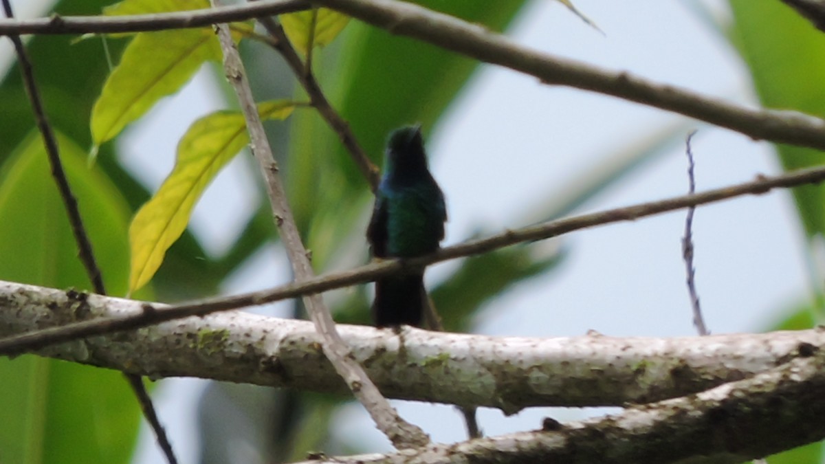 Blue-tailed Emerald - Gerardo Javier Gaviria Cuellar