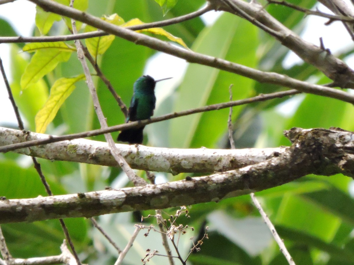 kolibřík modroocasý - ML618906914