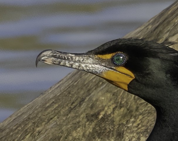 Double-crested Cormorant - ML618906916