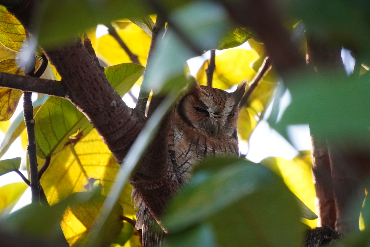 Mottled Owl - Leonardo Borrelli