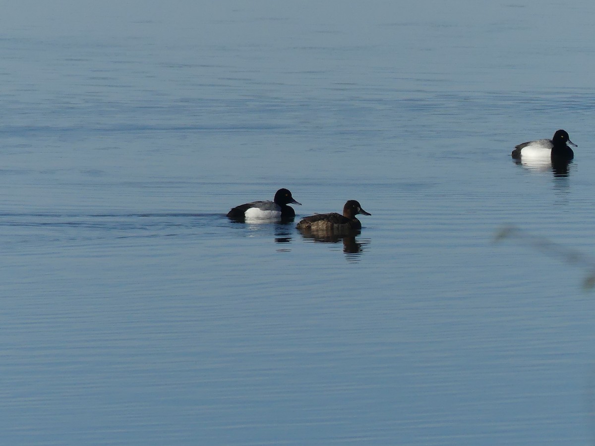 Lesser Scaup - claudine lafrance cohl
