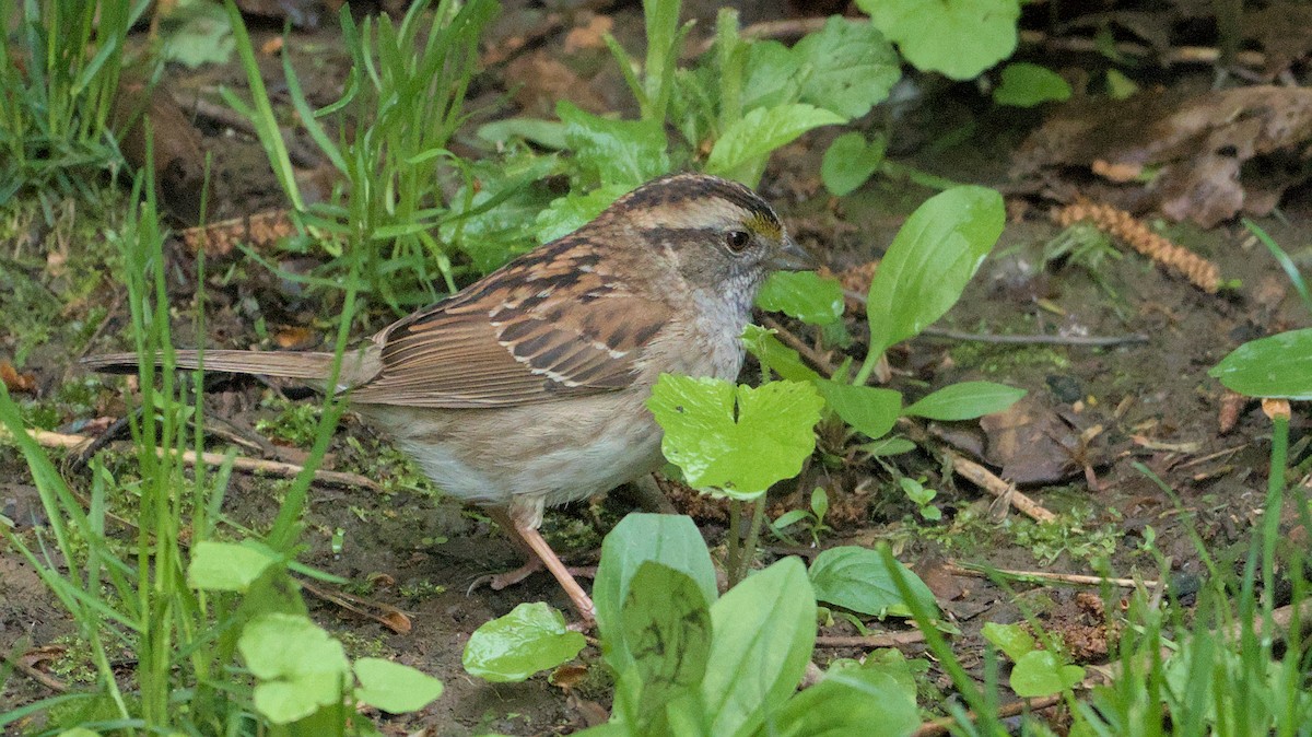 White-throated Sparrow - Robert Howard