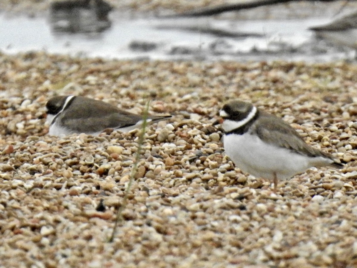 Semipalmated Plover - ML618907023