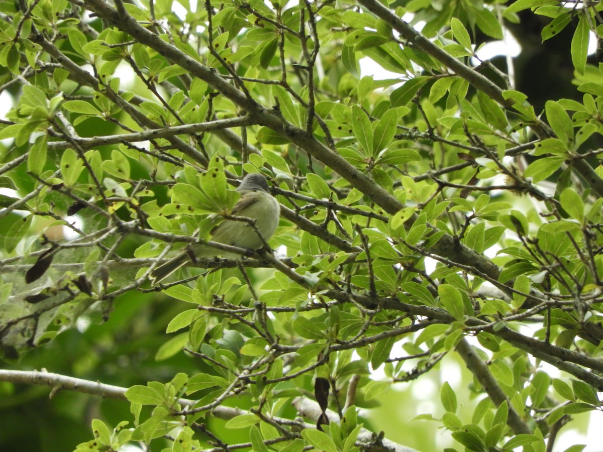 Pearly-vented Tody-Tyrant - ML618907030