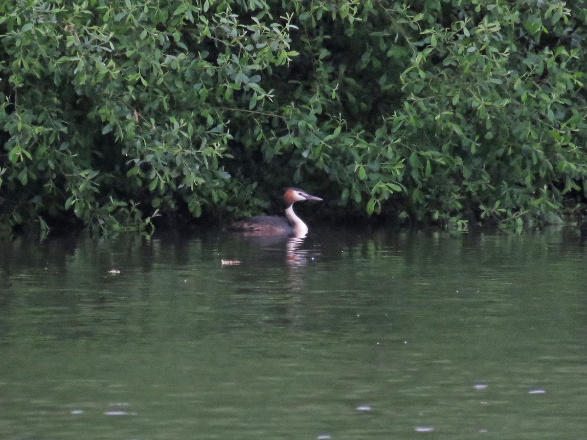 Great Crested Grebe - ML618907036