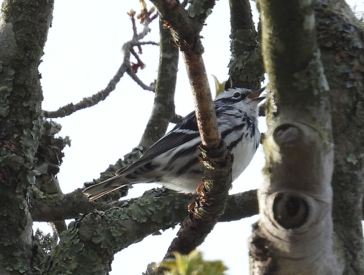 Black-and-white Warbler - ML618907055