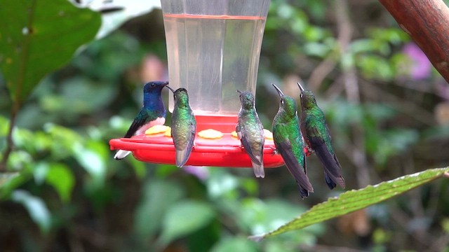 kolibřík andský - ML618907065