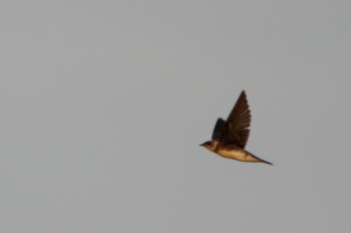 Brown-chested Martin - ML618907090