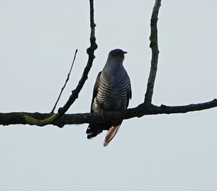 Common Cuckoo - ML618907094