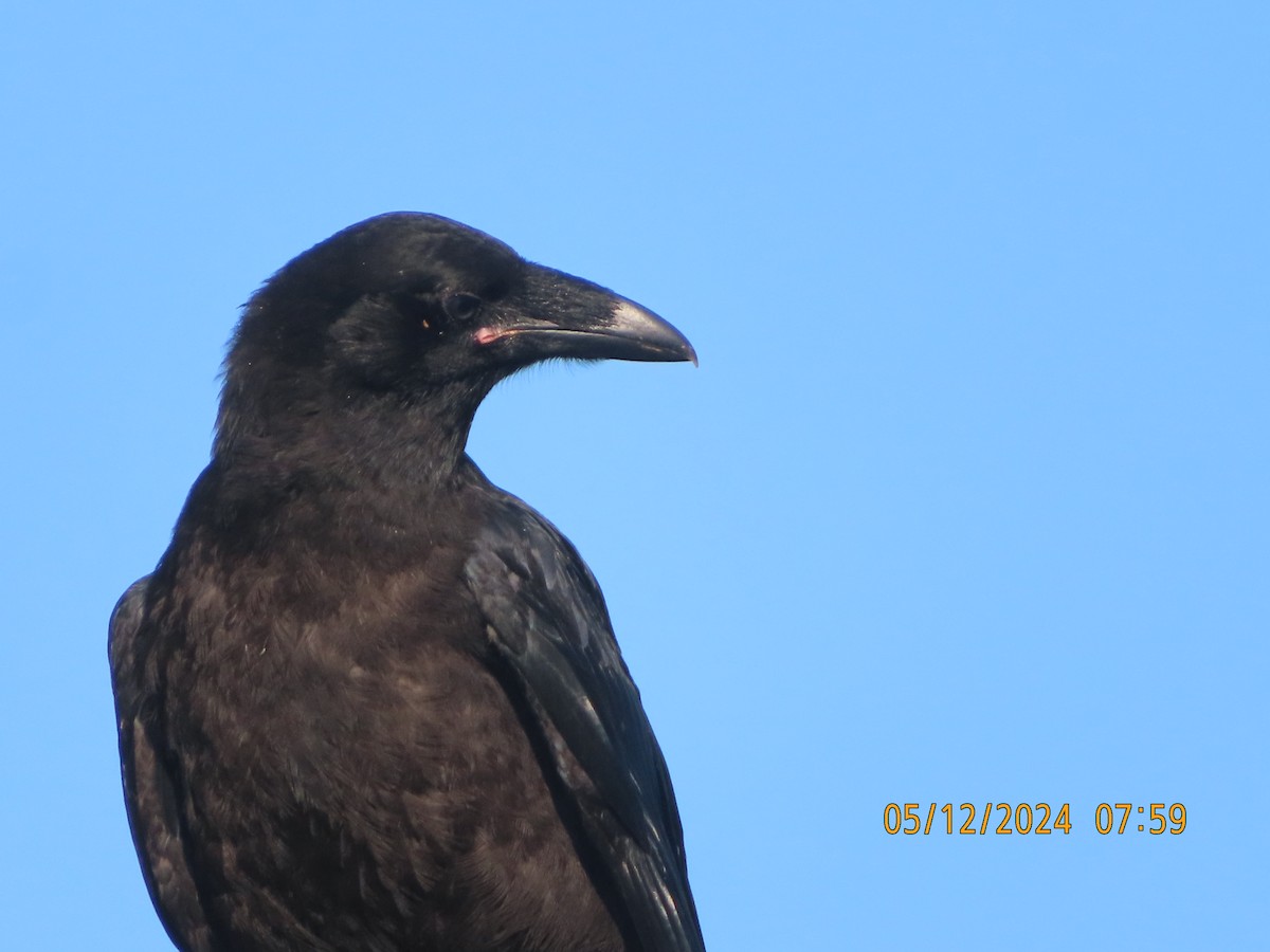 Common Raven - ML618907124