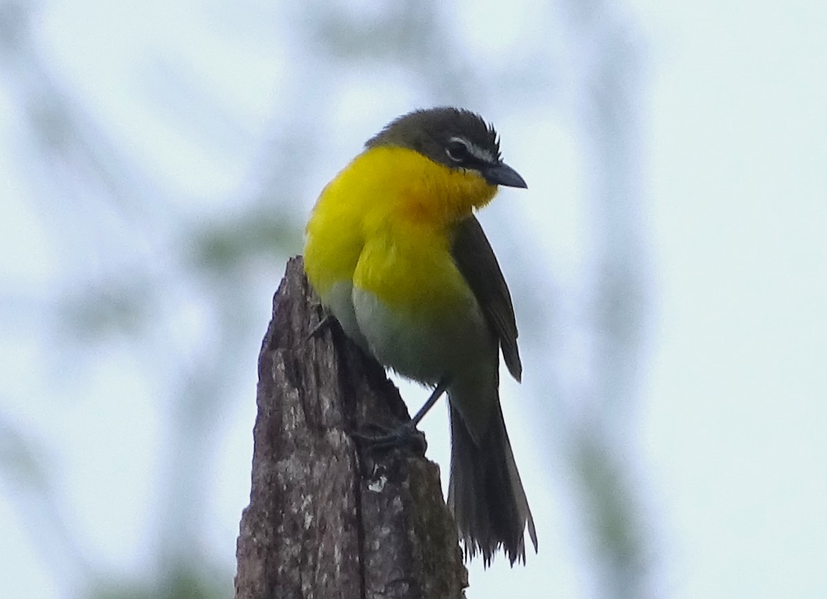 Yellow-breasted Chat - ML618907148