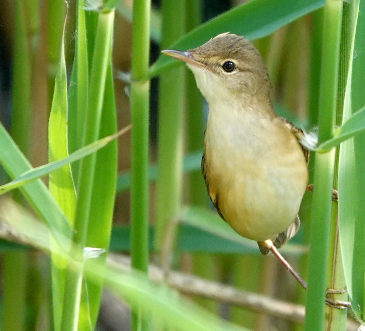Common Reed Warbler - ML618907157
