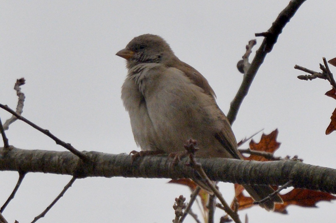 Southern Gray-headed Sparrow - Sarel Snyman