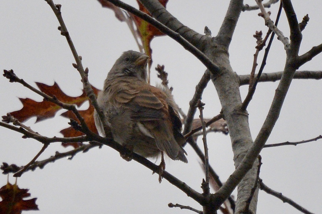 Southern Gray-headed Sparrow - ML618907165