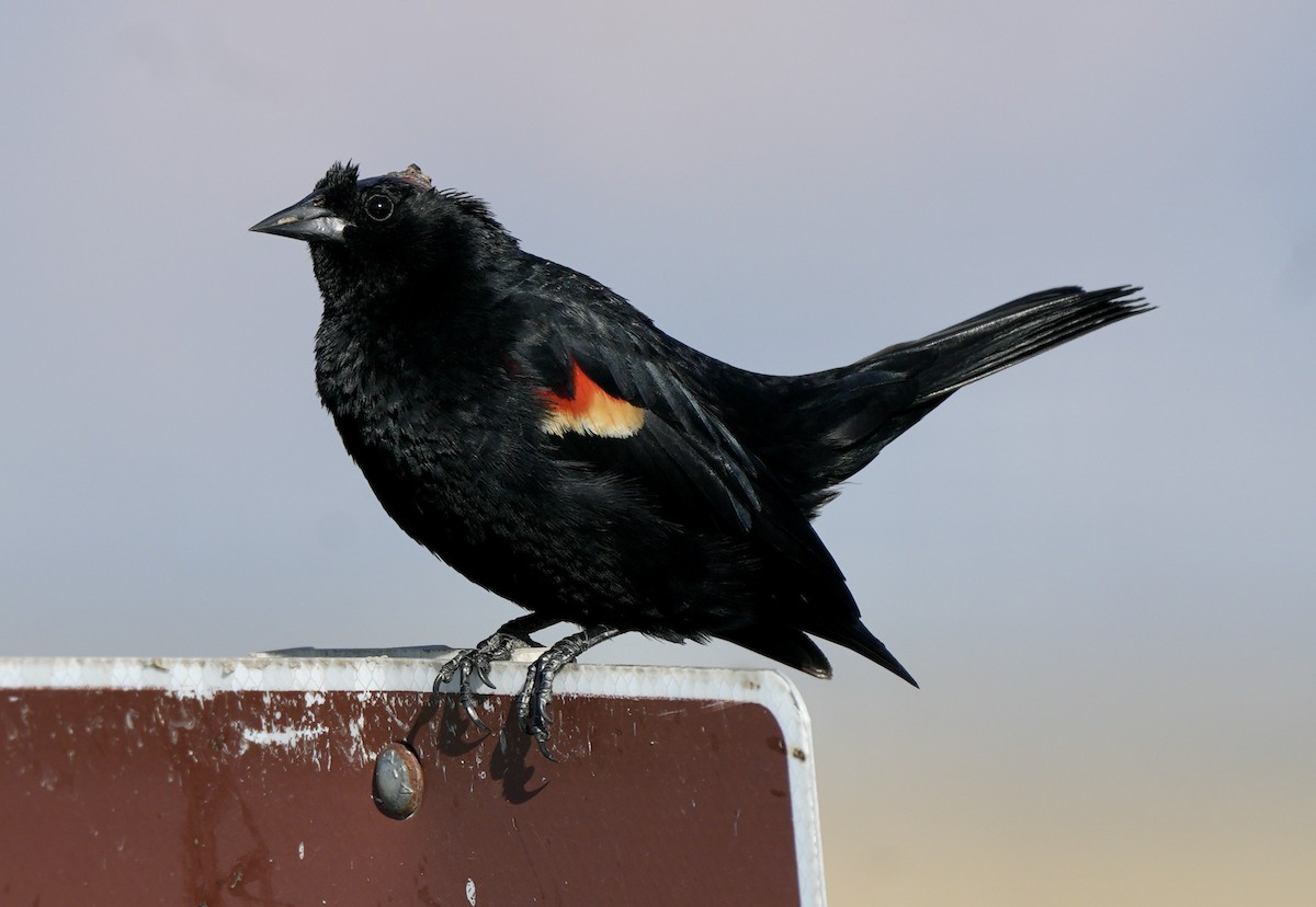 Red-winged Blackbird - ML618907167