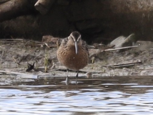 Short-billed Dowitcher - Mike McInnis