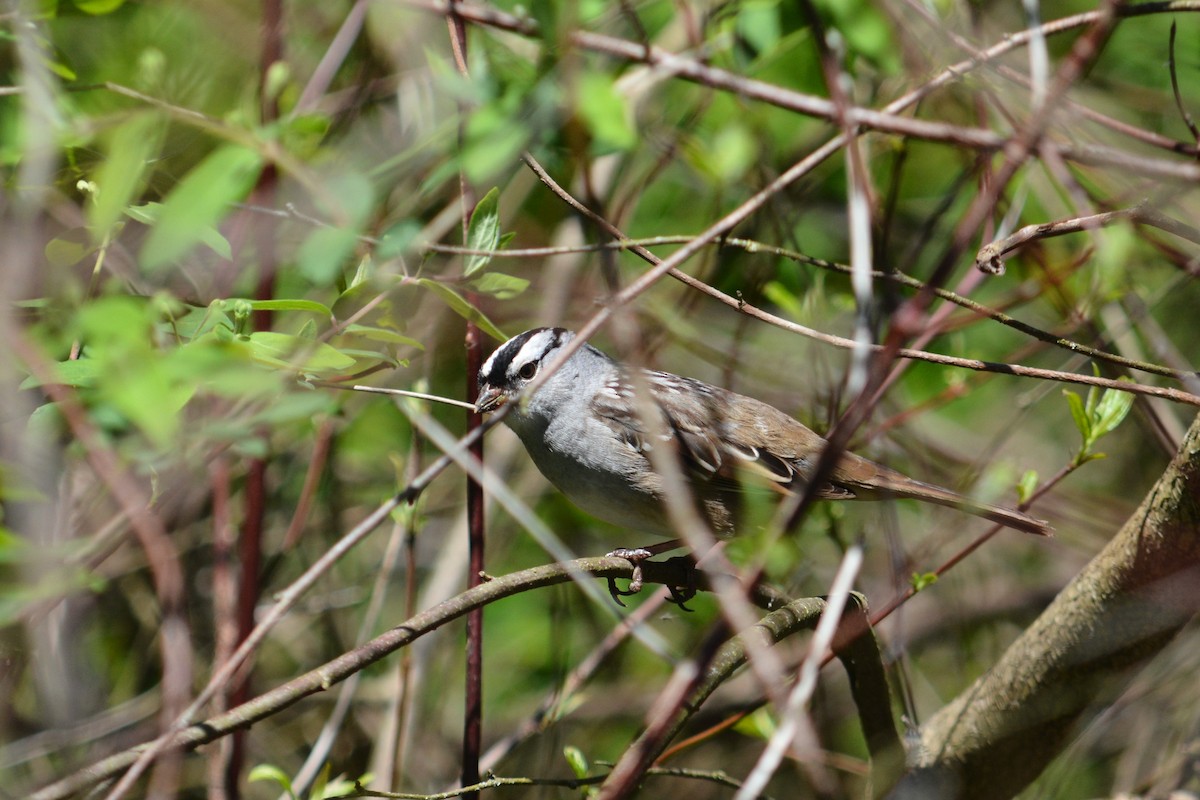 White-crowned Sparrow - Rich Hanlon