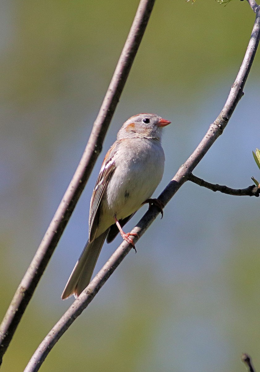Field Sparrow - ML618907386