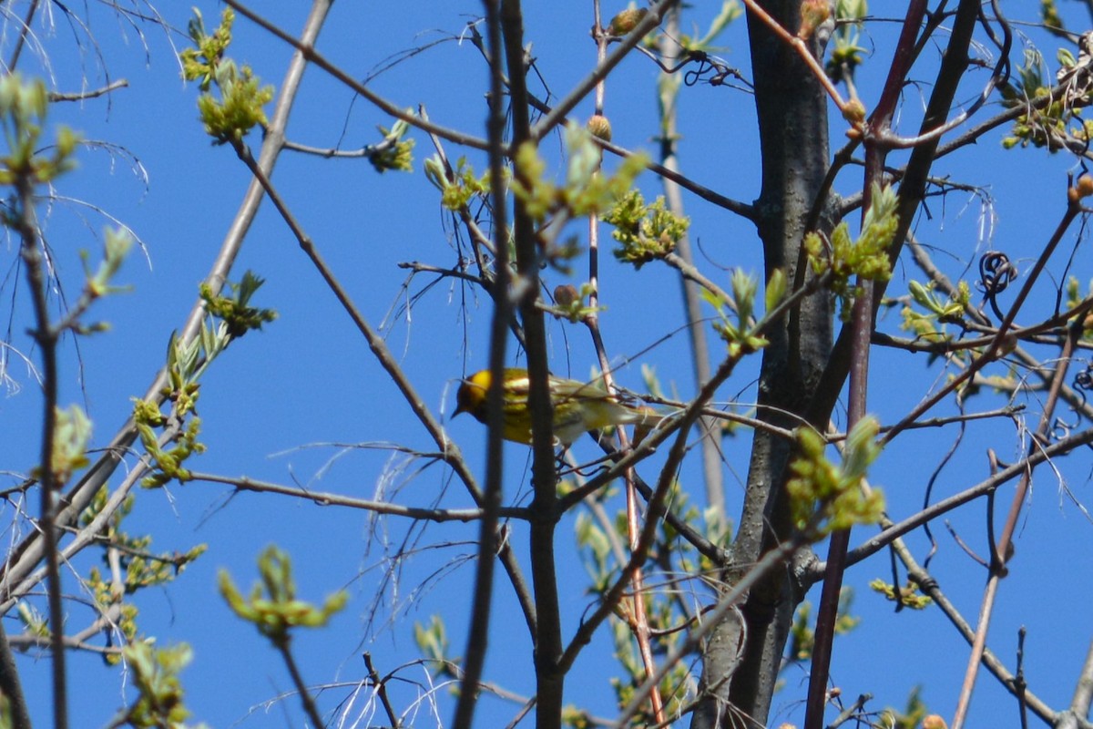 Cape May Warbler - ML618907395