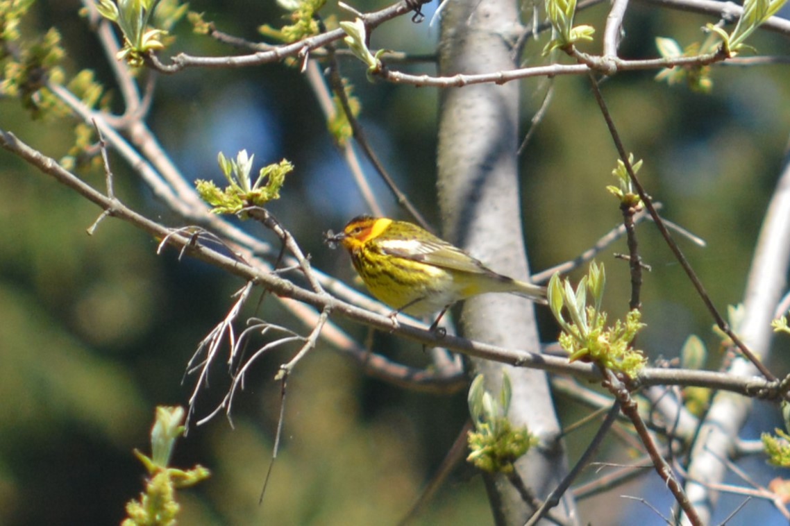 Cape May Warbler - ML618907400
