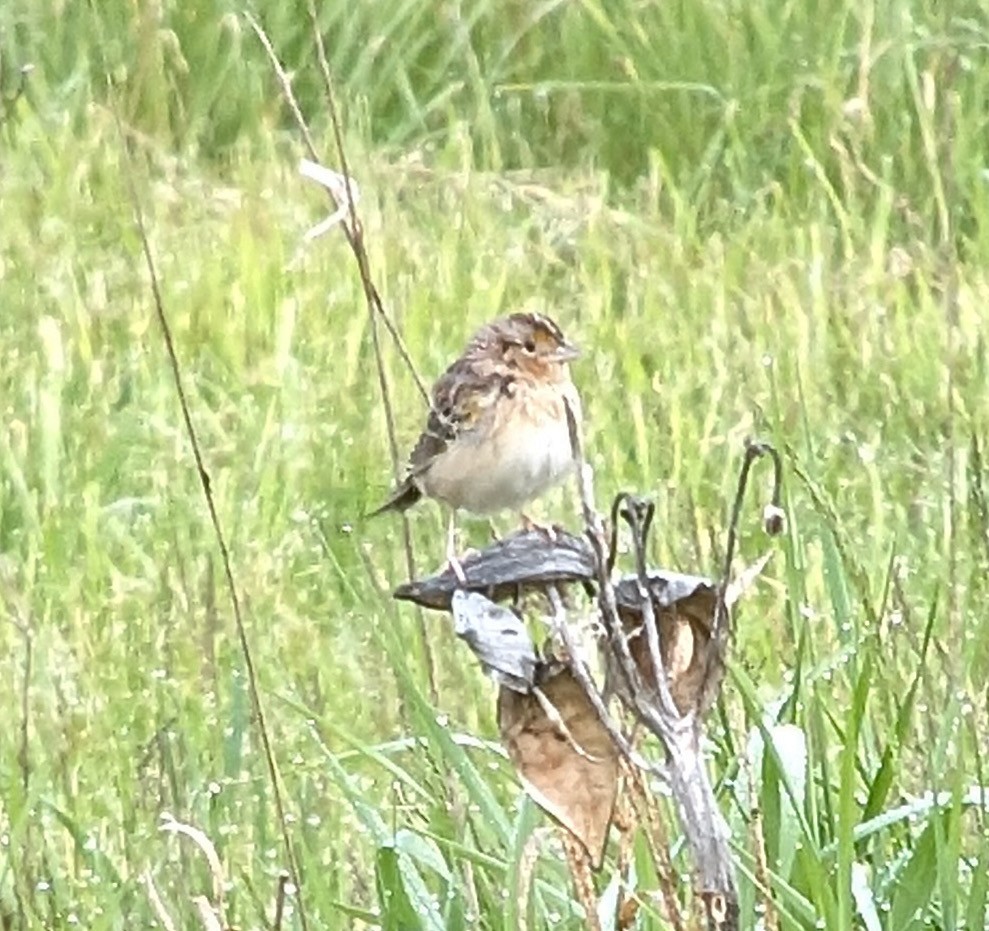 Grasshopper Sparrow - ML618907443