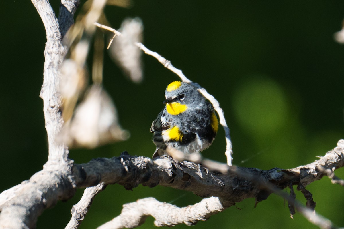 Yellow-rumped Warbler (Audubon's) - ML618907489