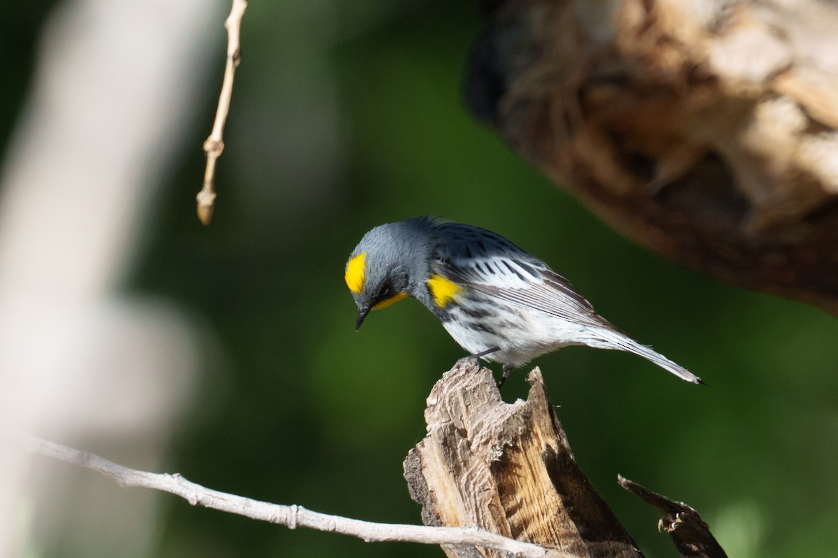 Yellow-rumped Warbler (Audubon's) - Linda Chittum