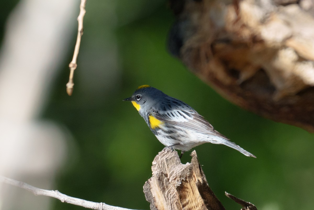 Yellow-rumped Warbler (Audubon's) - ML618907491