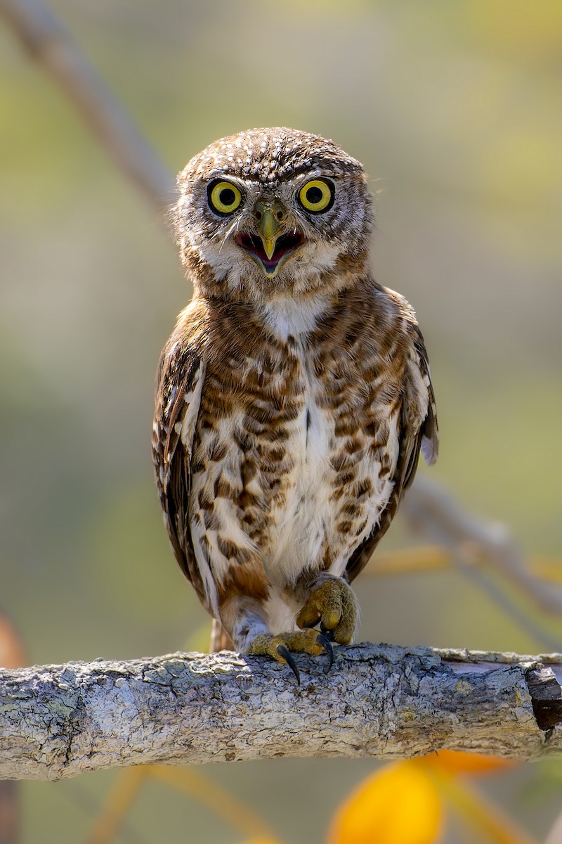Cuban Pygmy-Owl - ML618907494