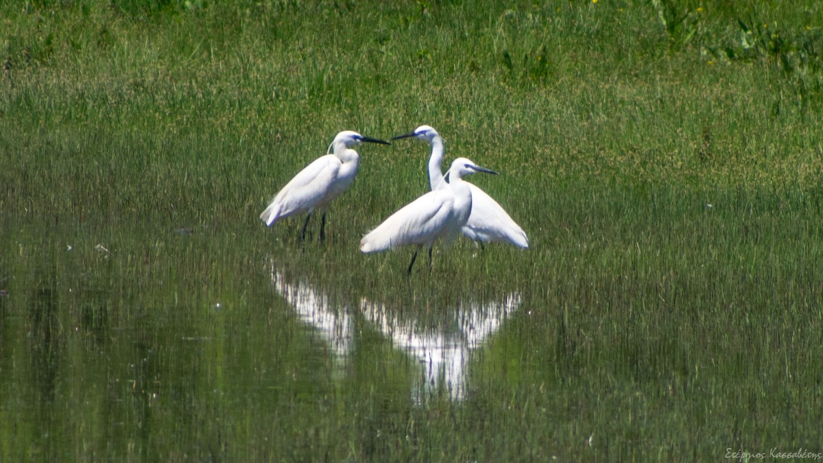 Little Egret - Stergios Kassavetis