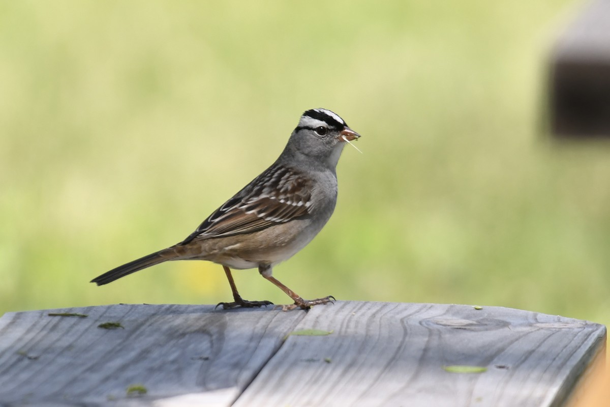 White-crowned Sparrow - Tim Healy