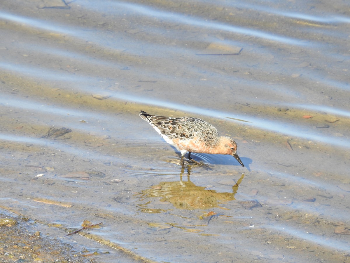 Red Knot - ML618907565