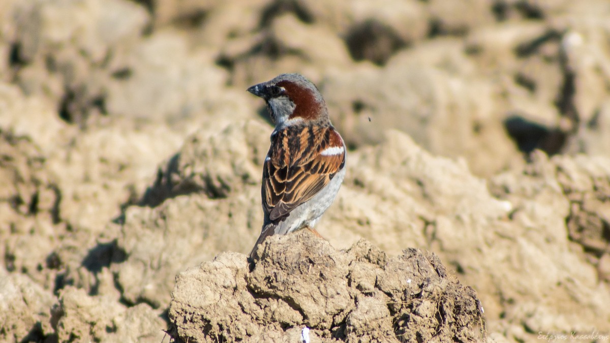 House Sparrow - Stergios Kassavetis