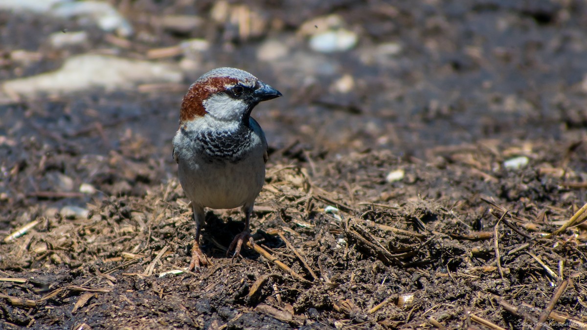 House Sparrow - Stergios Kassavetis