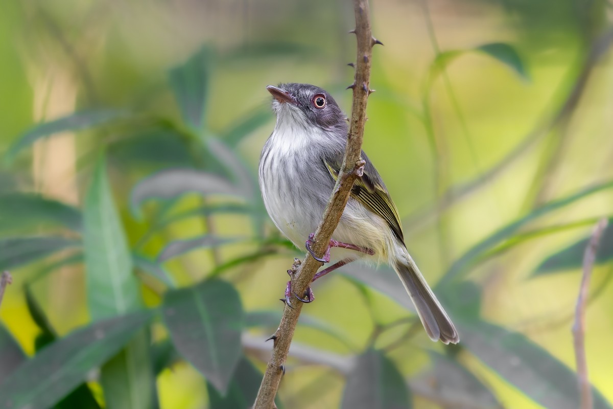Pearly-vented Tody-Tyrant - ML618907619