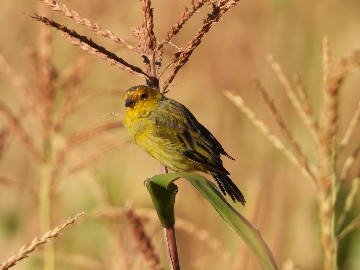 Grassland Yellow-Finch - VICTOR HUGO Achá Garcia