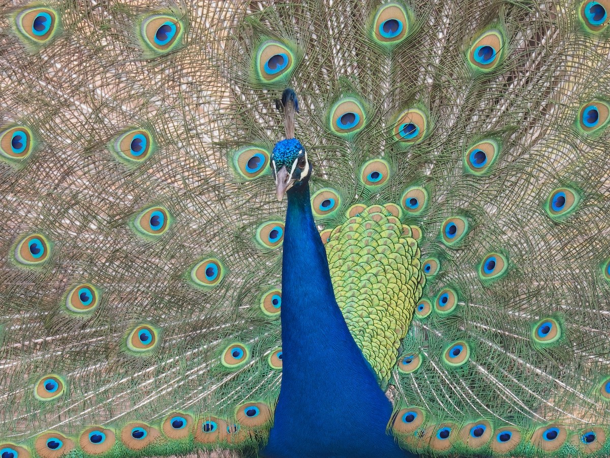 Indian Peafowl (Domestic type) - ML618907661