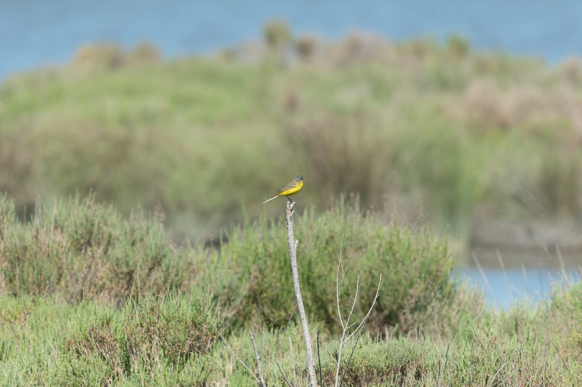 Western Yellow Wagtail - lucien ABAH