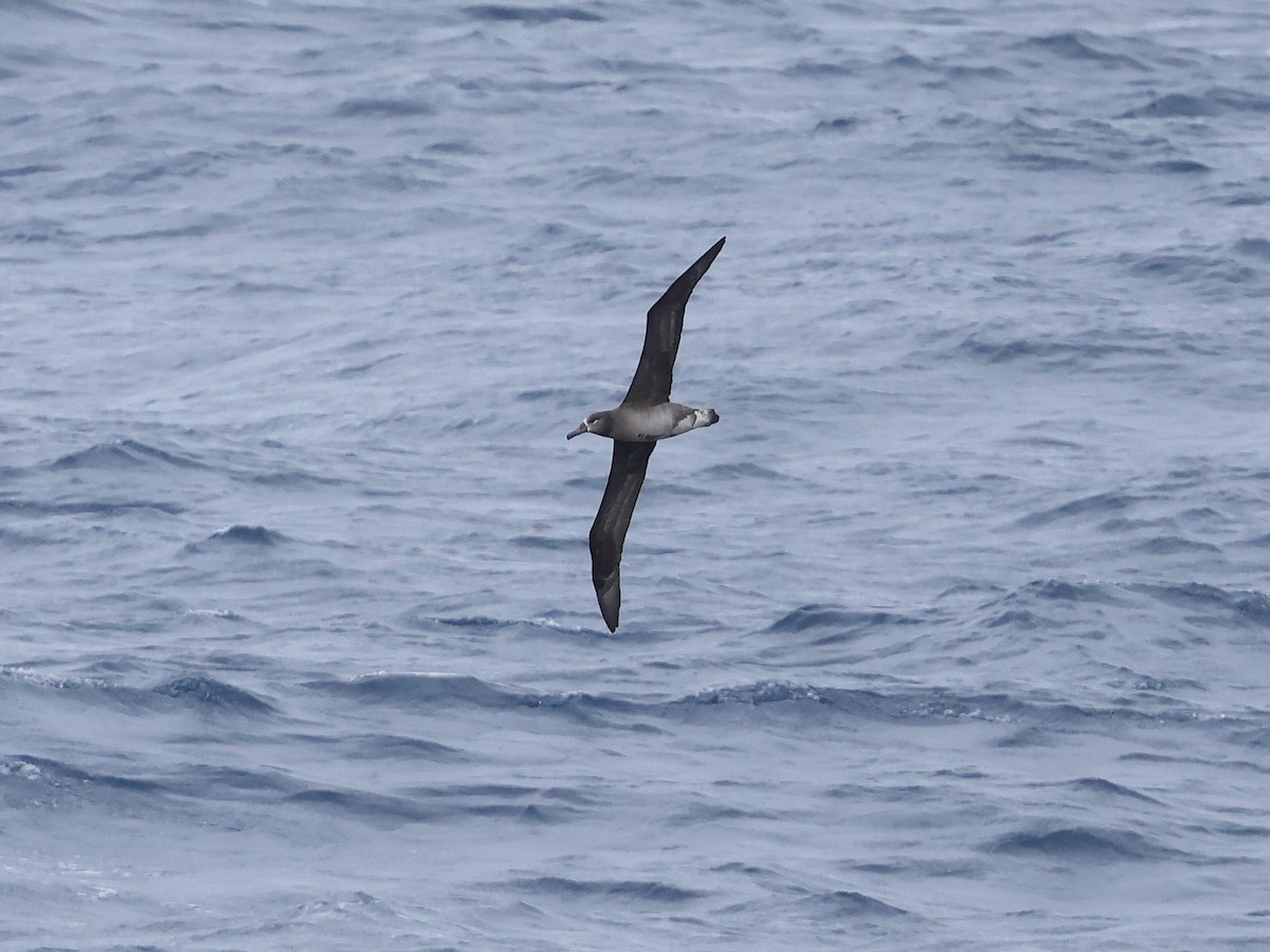 Albatros à pieds noirs - ML618907745