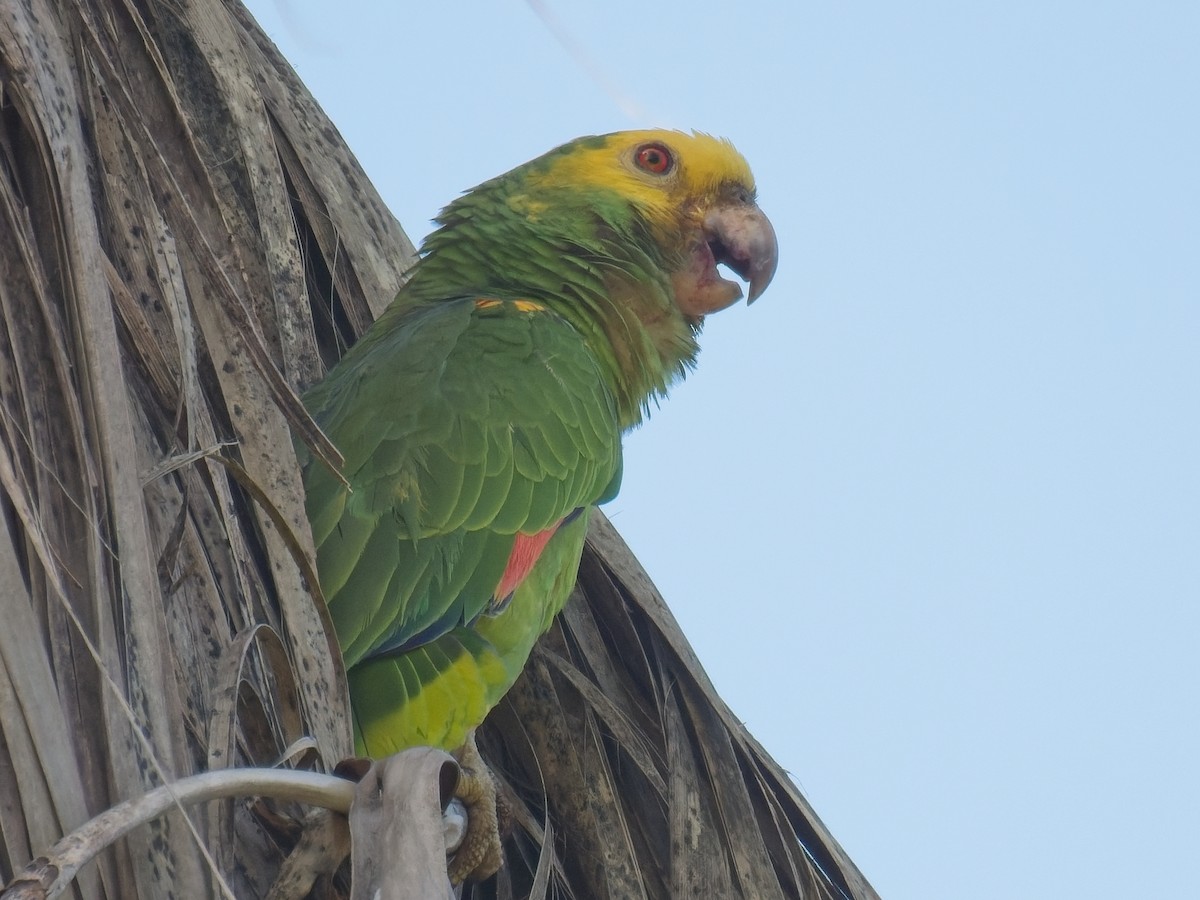 Yellow-headed Parrot - ML618907789