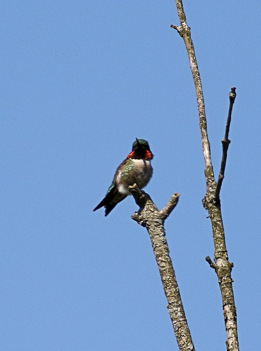 Ruby-throated Hummingbird - John  Cameron