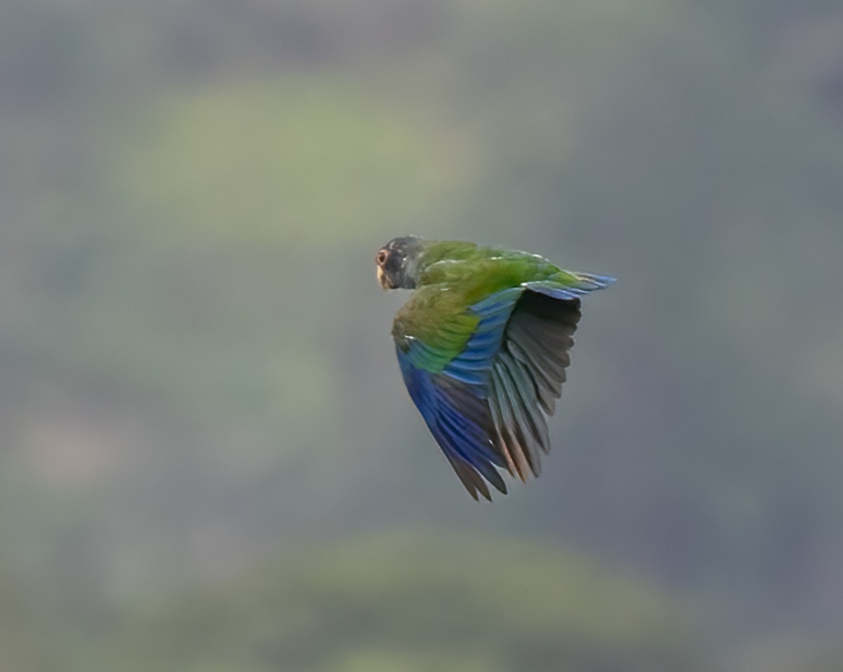 White-crowned Parrot - ML618907879