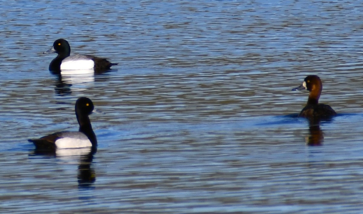 Greater Scaup - ML618907880