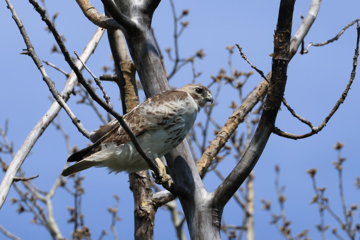 Red-tailed Hawk - ML618907921