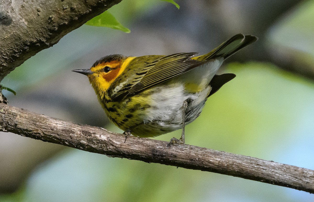Cape May Warbler - ML618907923