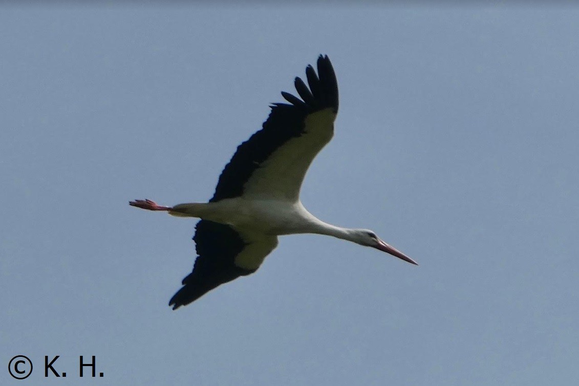 White Stork - ML618907944